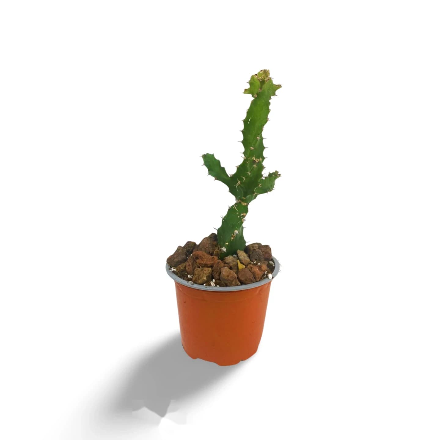 Euphorbia spiralis