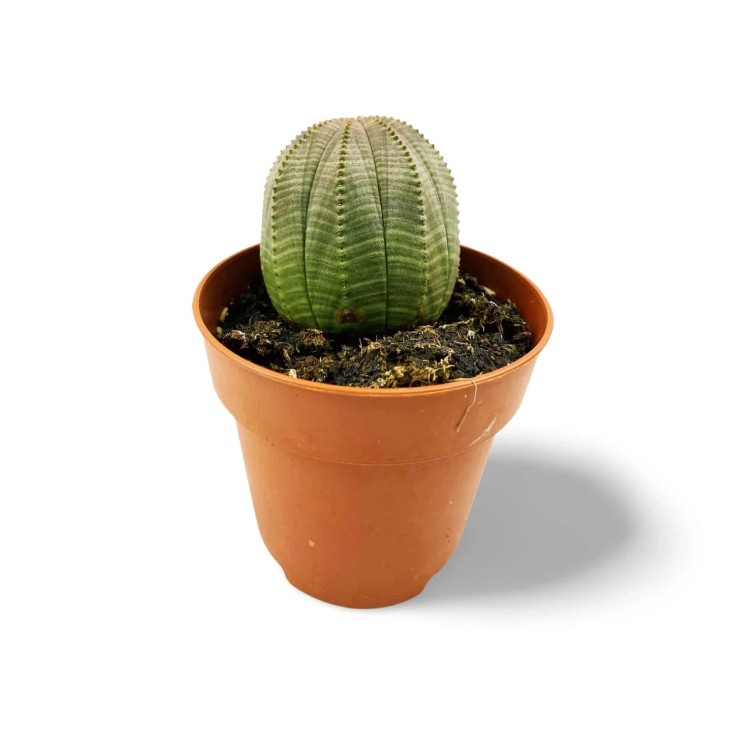 Euphorbia Obesa Südafrika