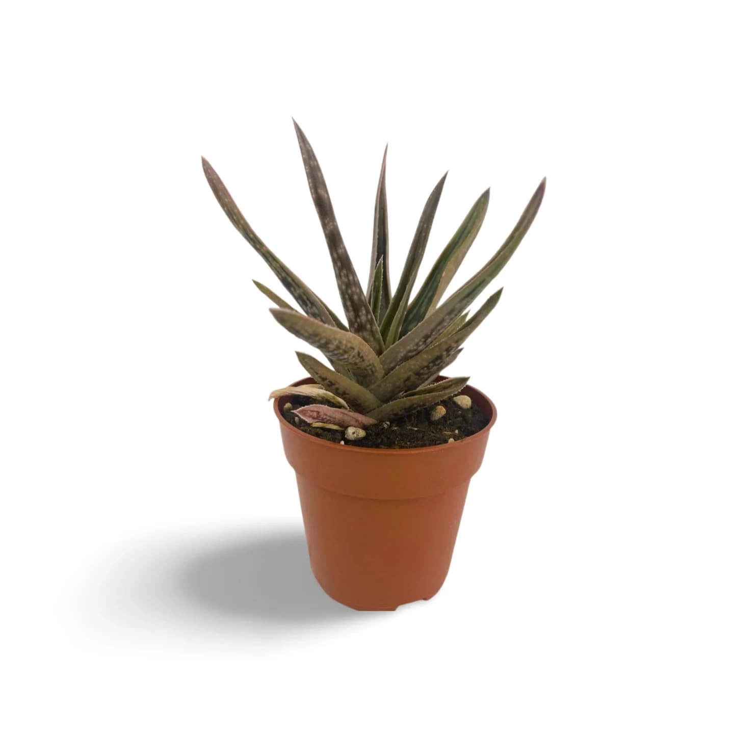 Gasteria Venusta