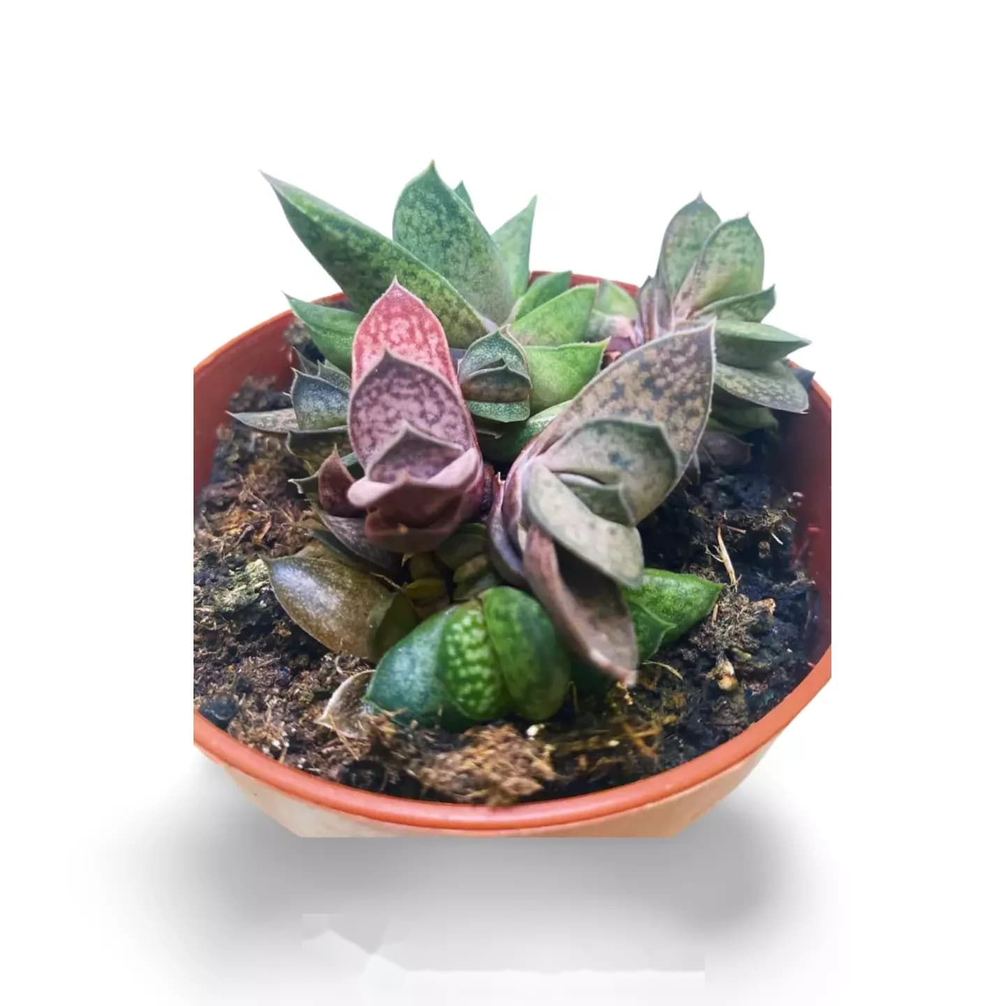 Gasteria var Pink
