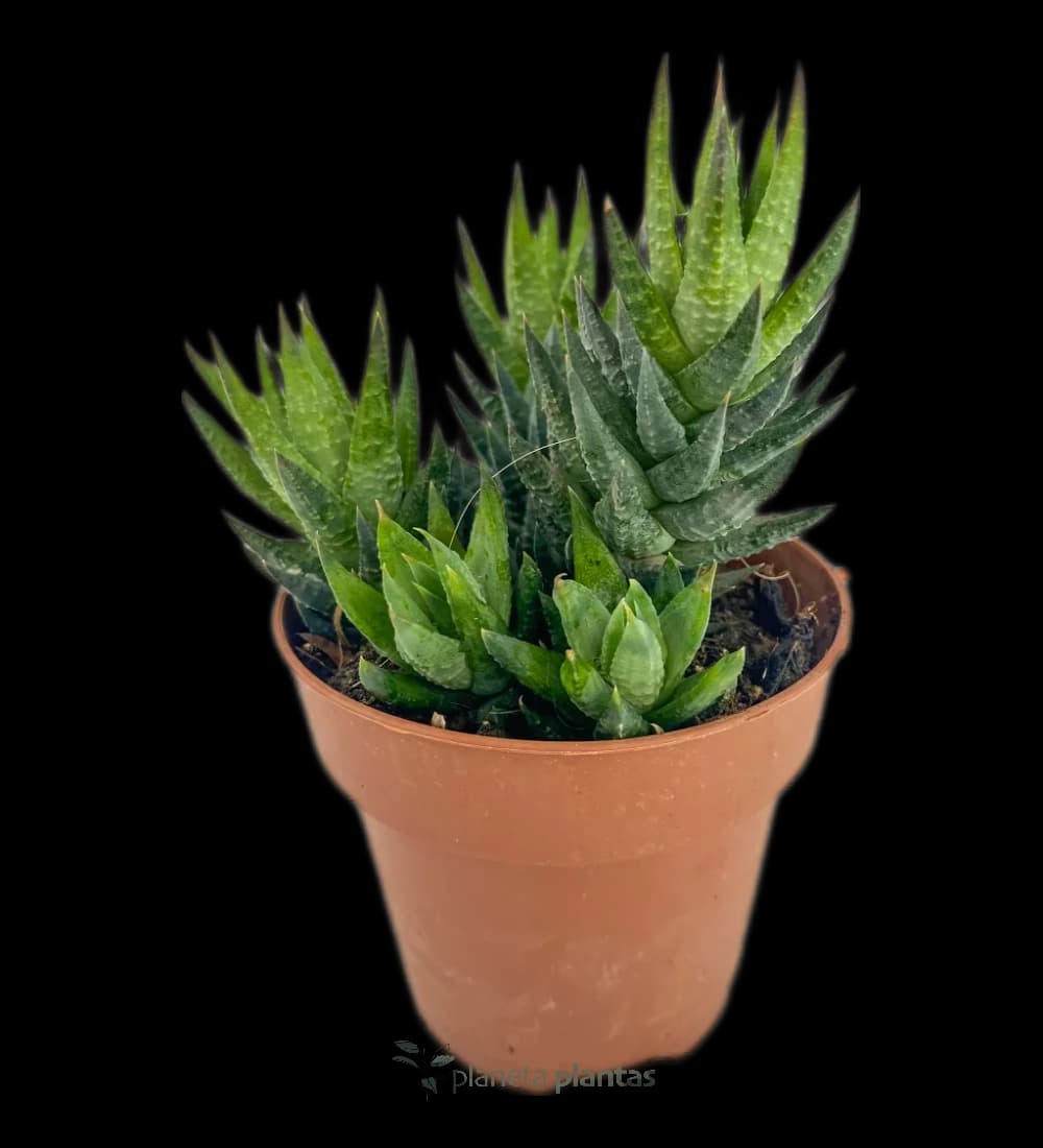 Haworthia Coarctata