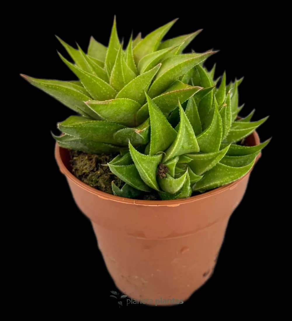 Krokodilhaut - (Haworthia Limifolia)