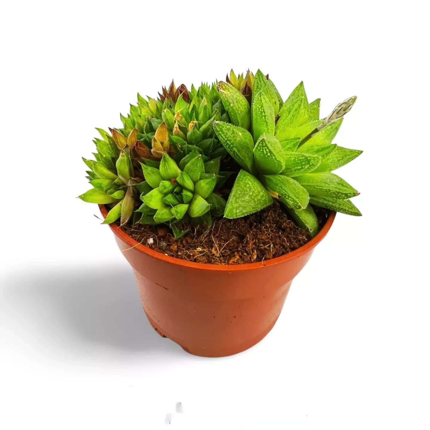 Haworthia marumiana var. Batesian