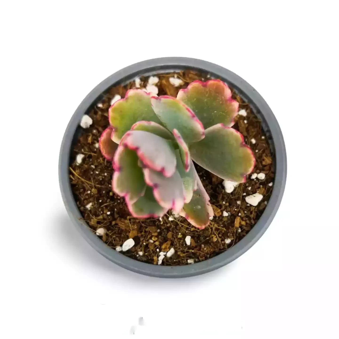Kalanchoe Fedtschenskoi Variegata Rosa Schmetterling