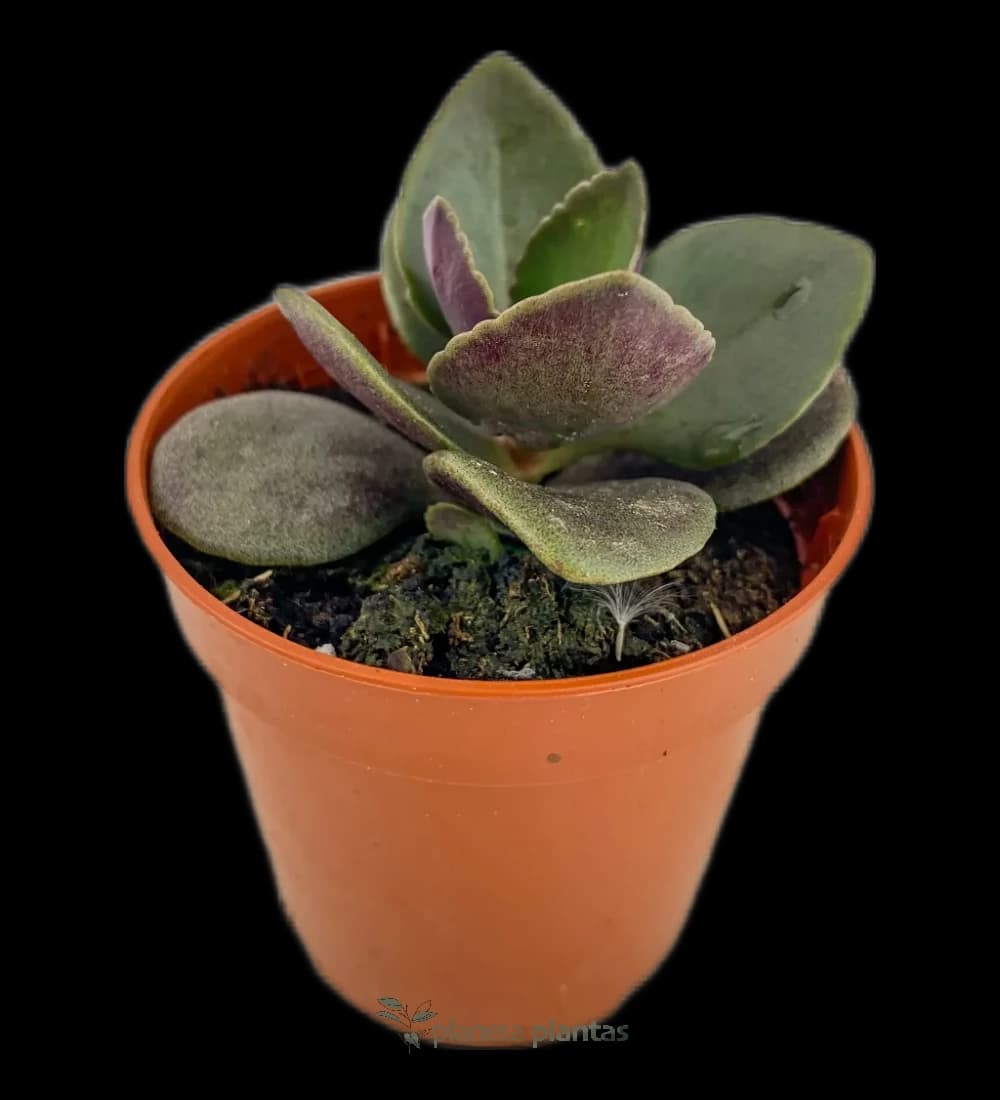 Mausblatt - (Kalanchoe Blossfeldiana)