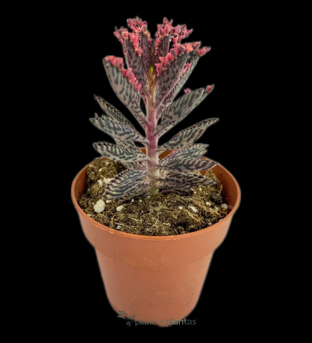 Kalanchoe: die schönsten Arten, Pflege und Vermehrung über Brutblätter