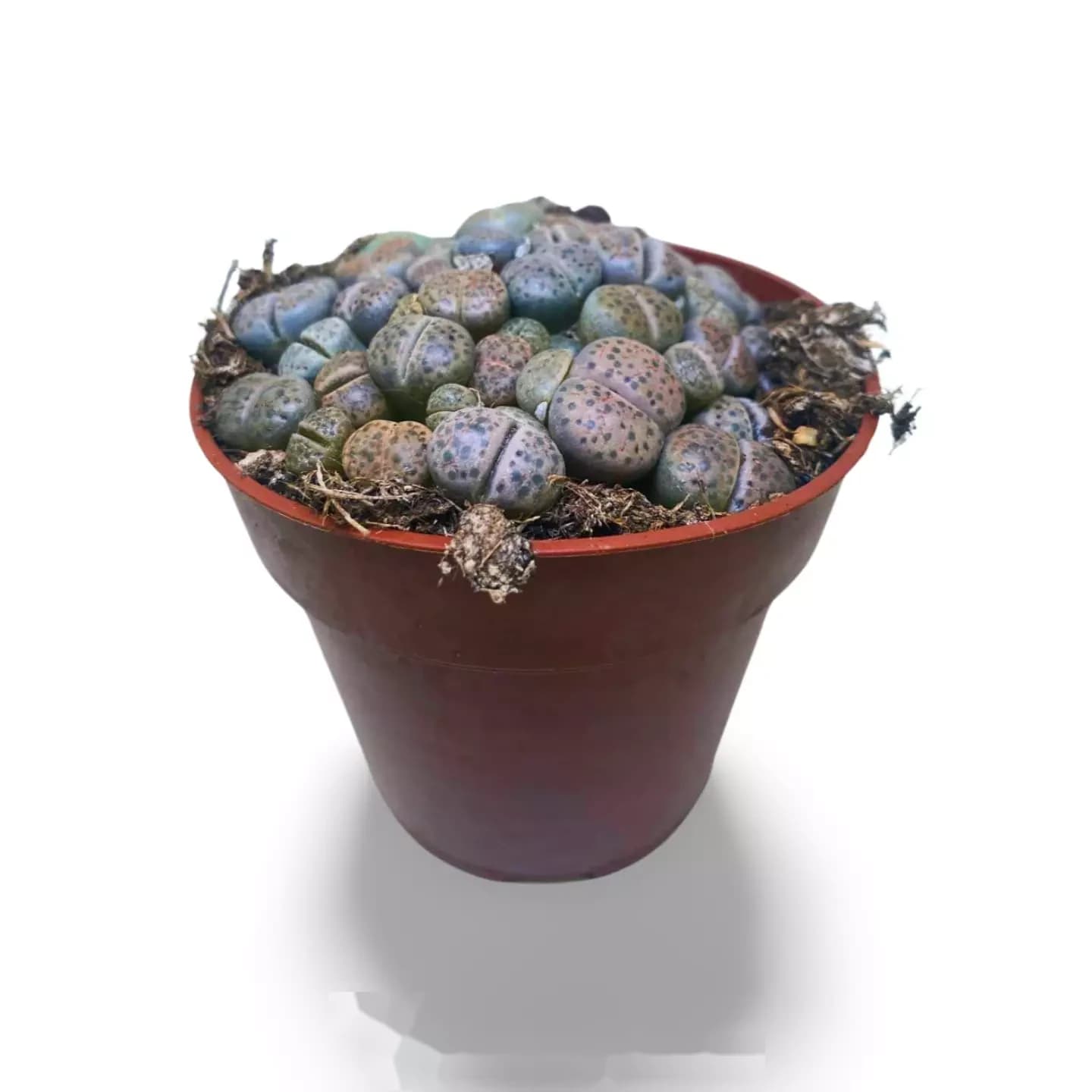 Lithops-Sorte