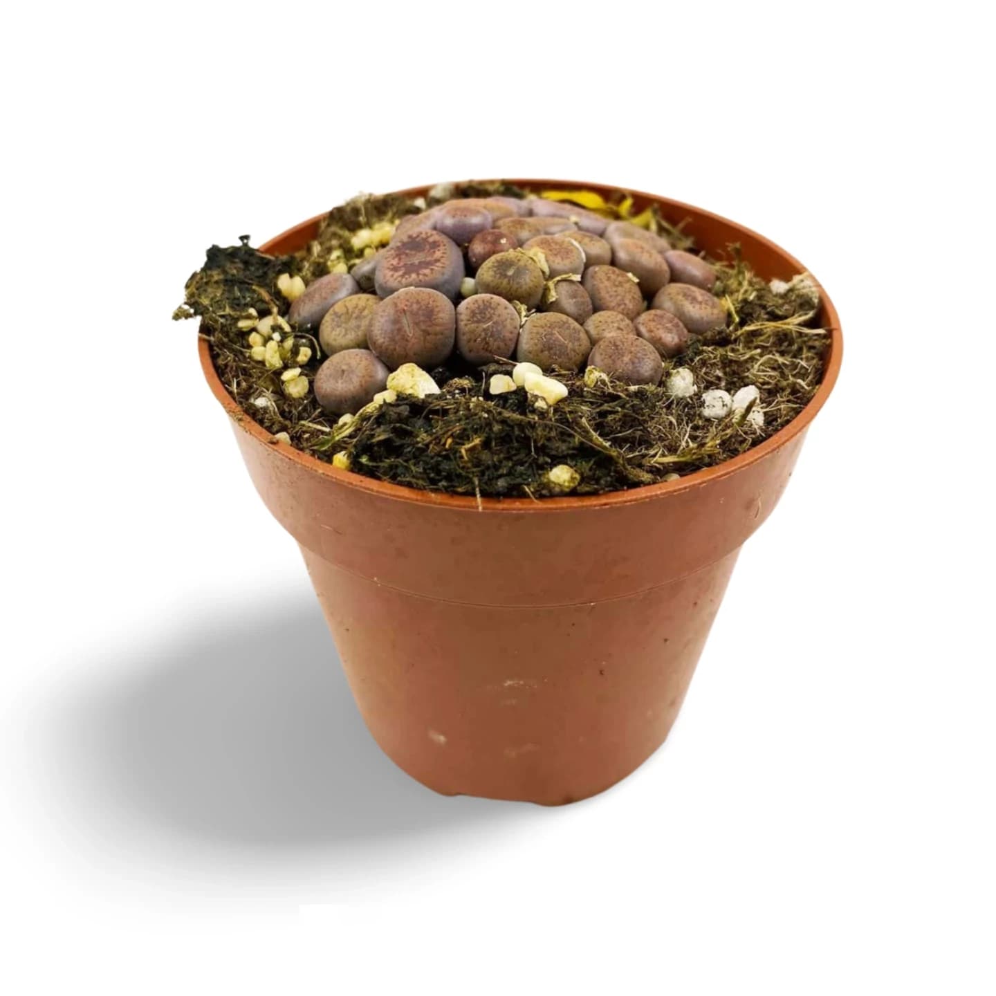 Lithops Hookeri