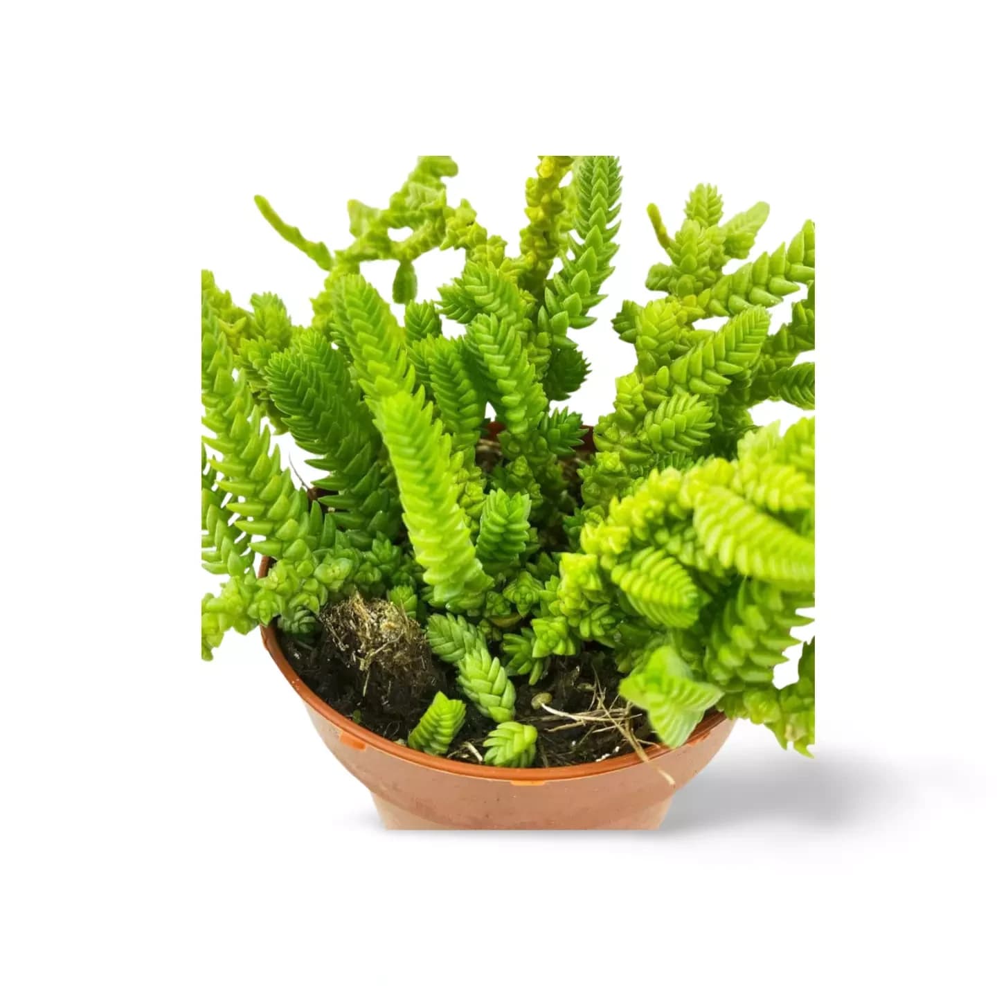 Der Crassula Muscosa Cordon de San Jose