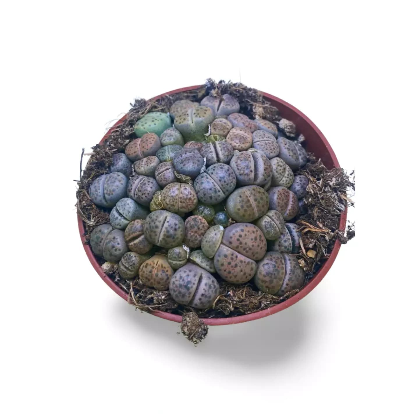 Lithops Farben M
