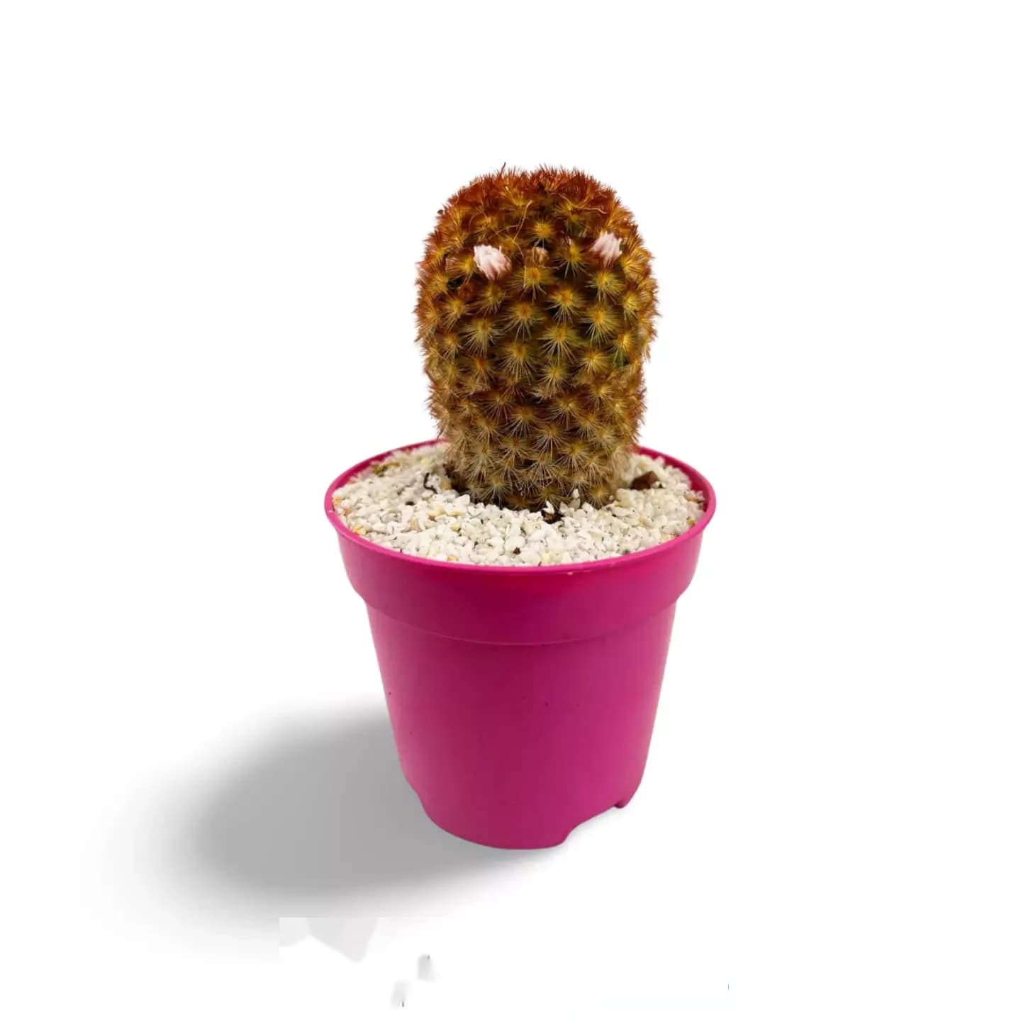 Mammillaria carmenae var. rubrispina