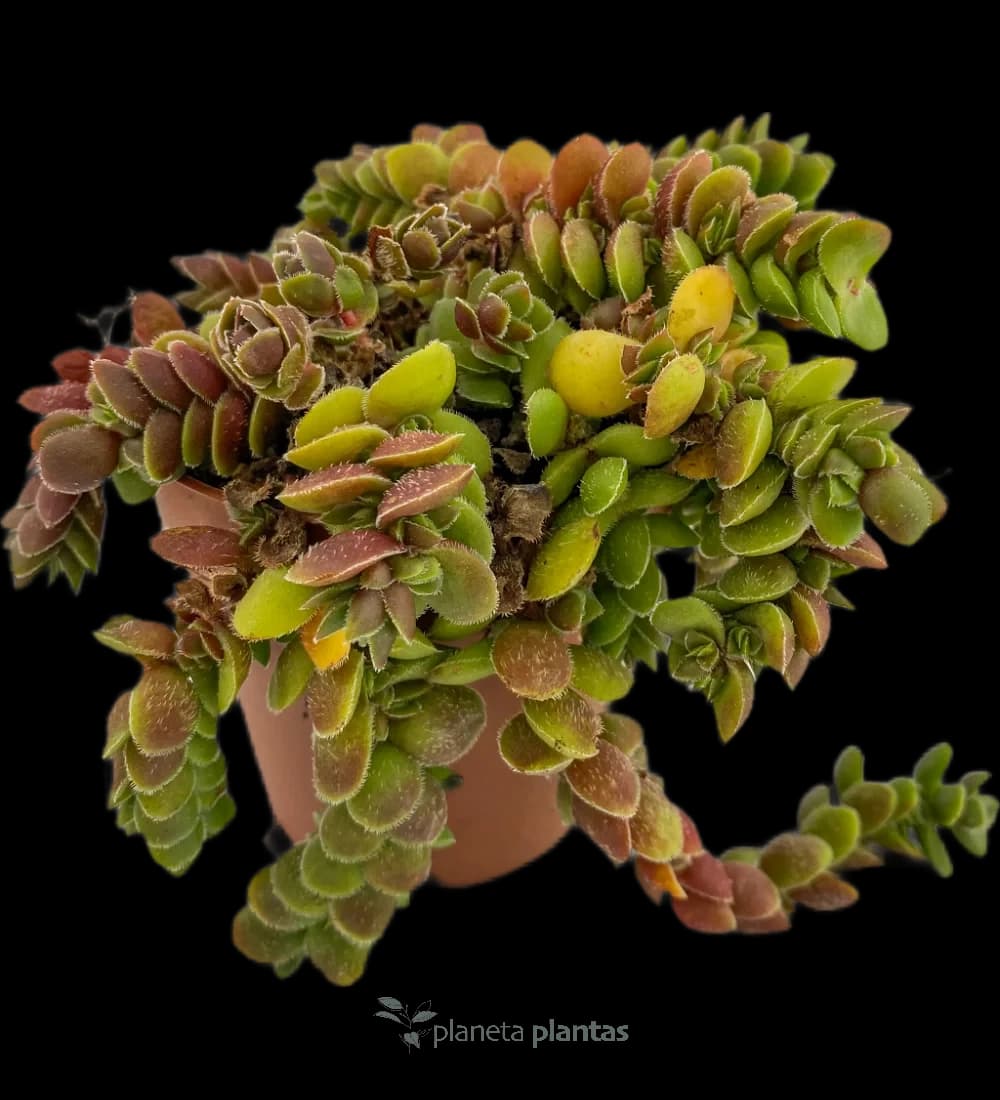 Mäuseohren - (Salvinia Natans)