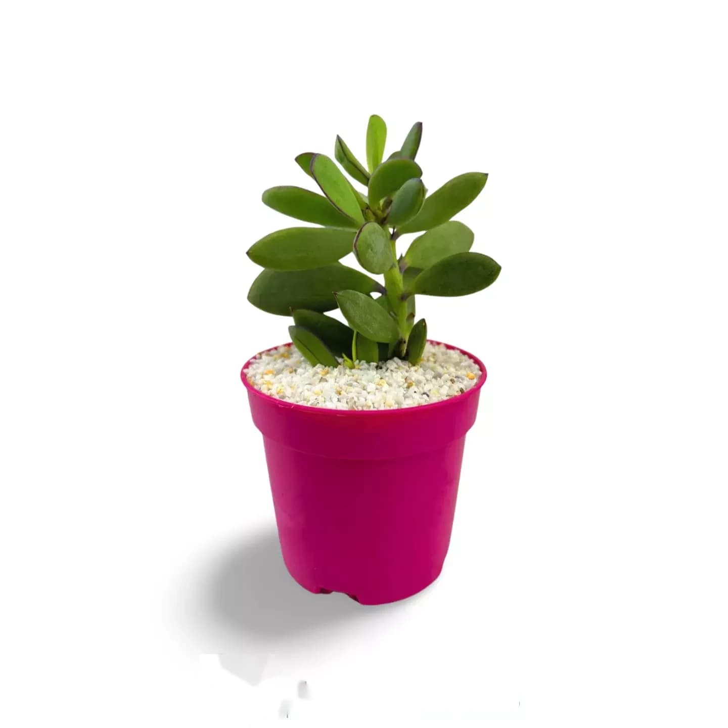 Senecio crassissimus