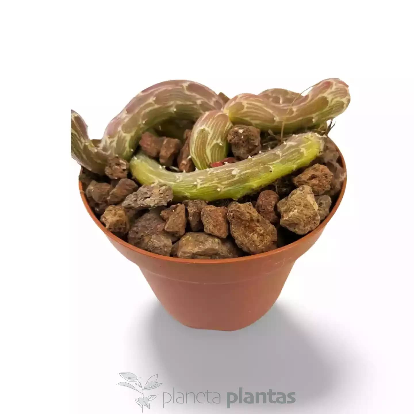 Senecio Pendel