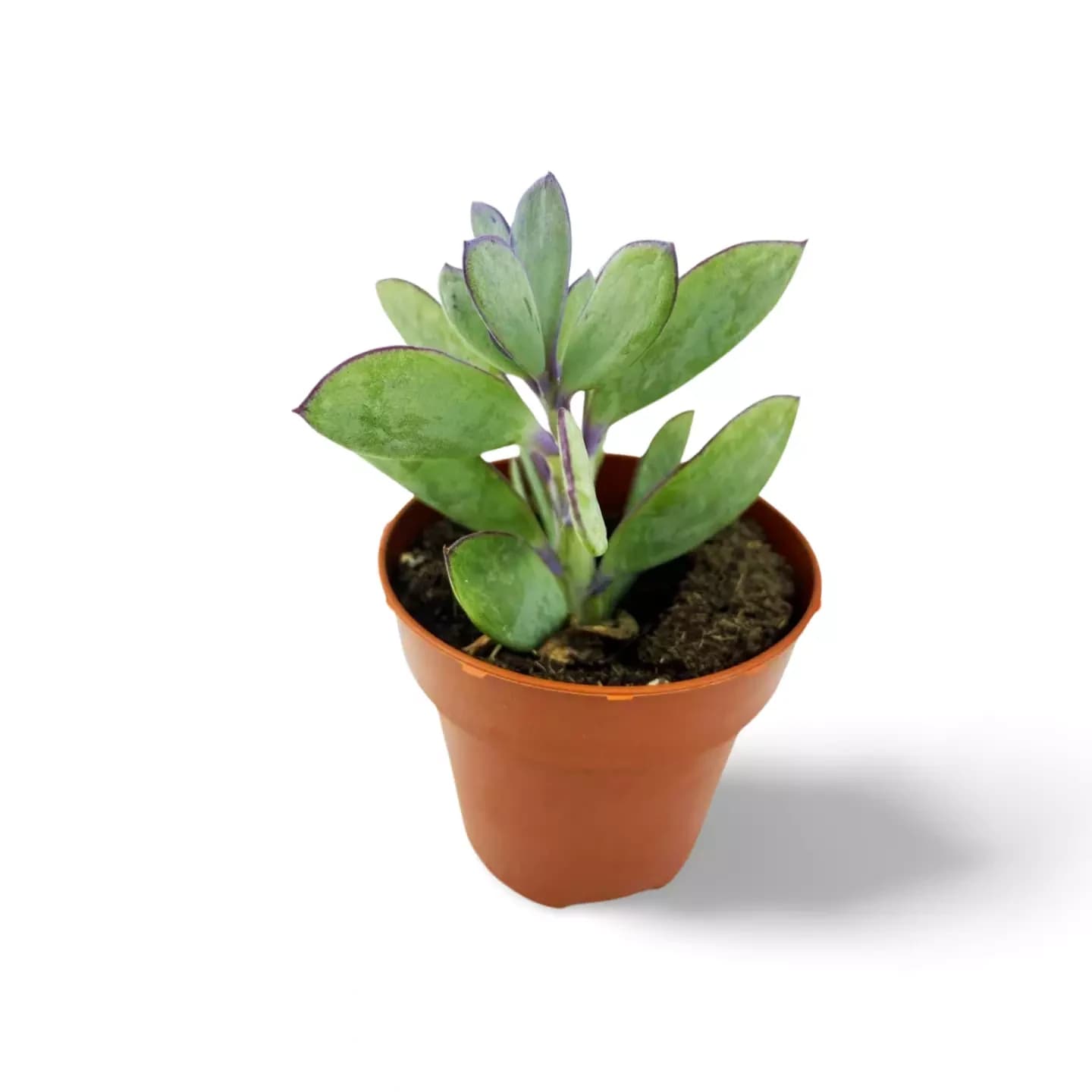 Senecio Crassissimus