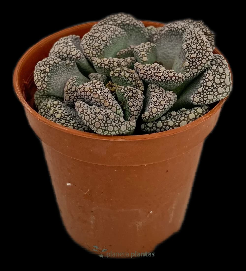 Titanopsis Calcarea – Klein
