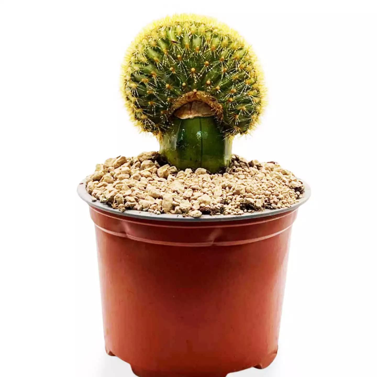 Vatricania Guentheri Cristata Groß