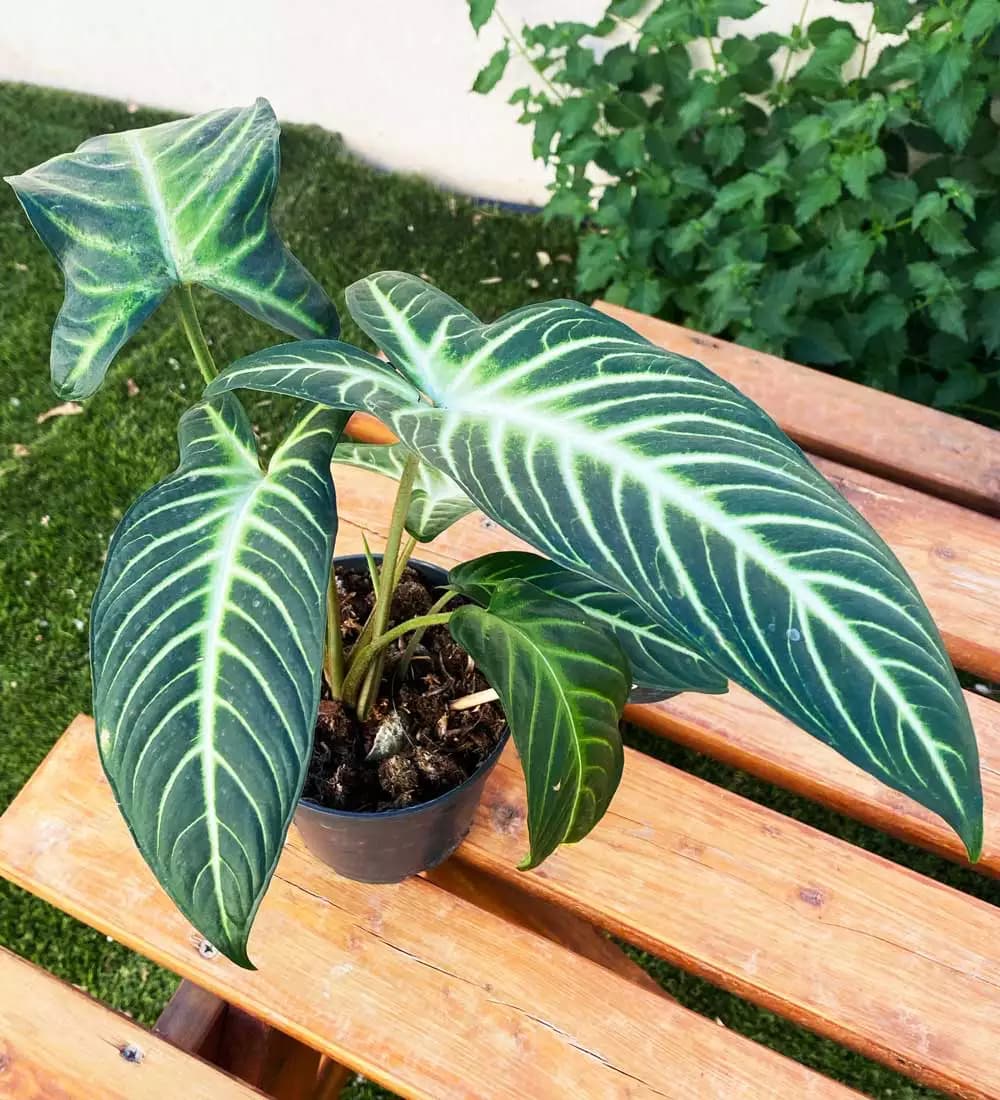 Xanthosoma lindenii Caladium Magnificum