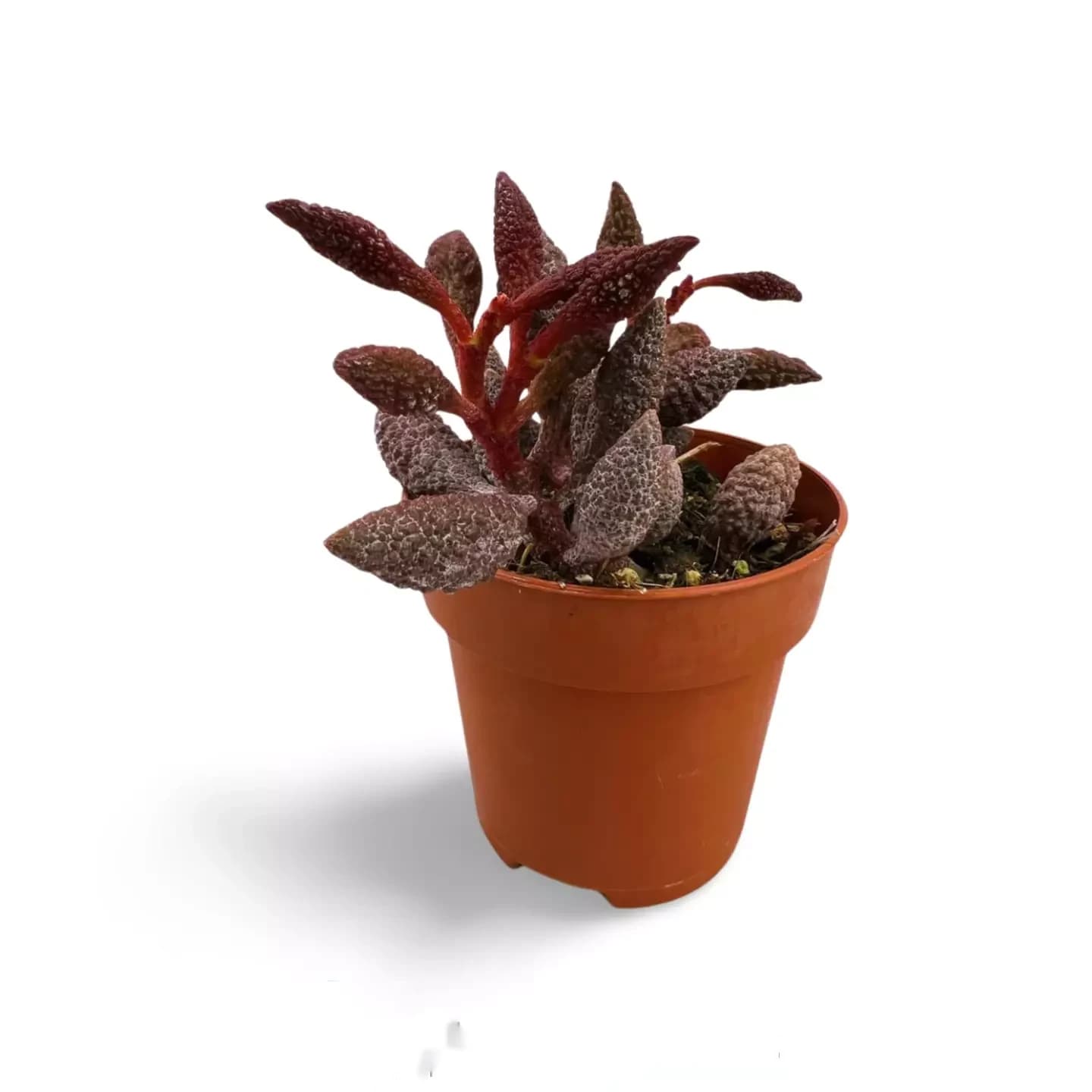 Adromischus marianiae herrei