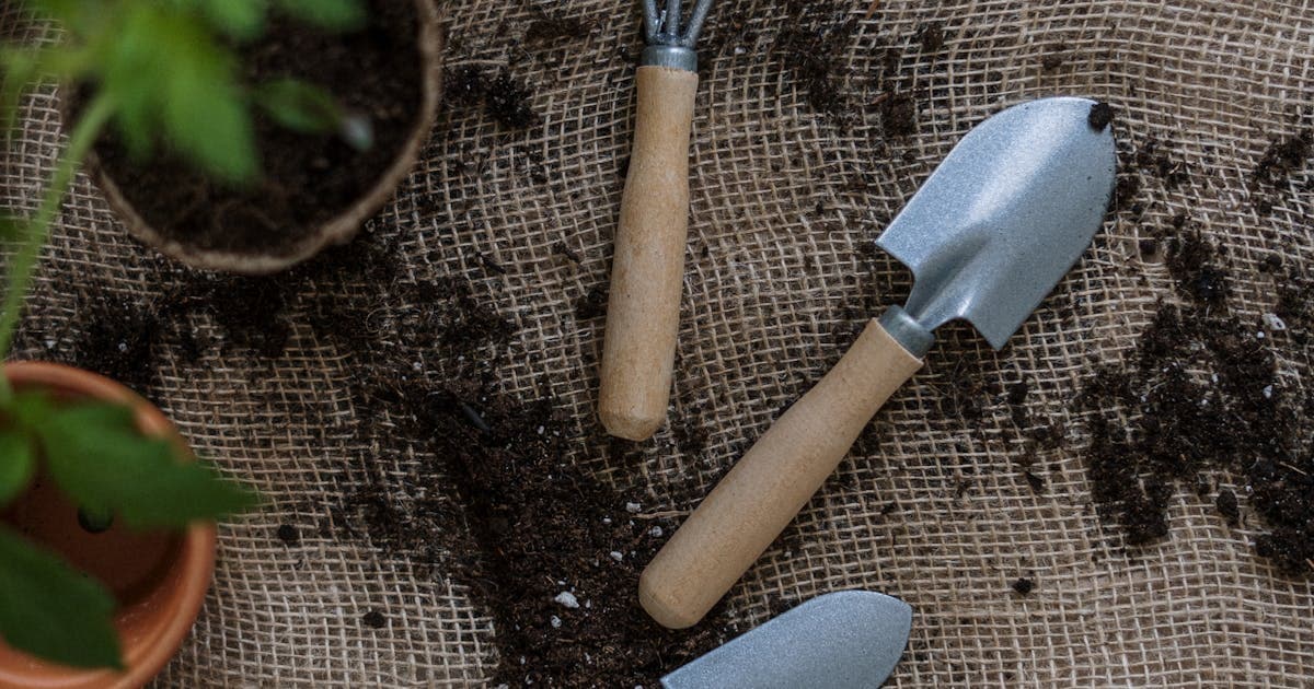 Die 15 pflegeleichtesten Sukkulenten für Einsteiger