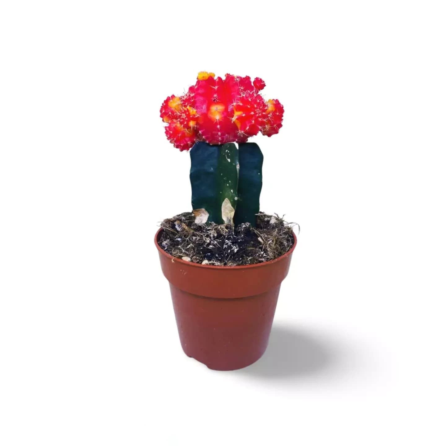 Kaktus Gymnocalycium gepfropfter roter Mond