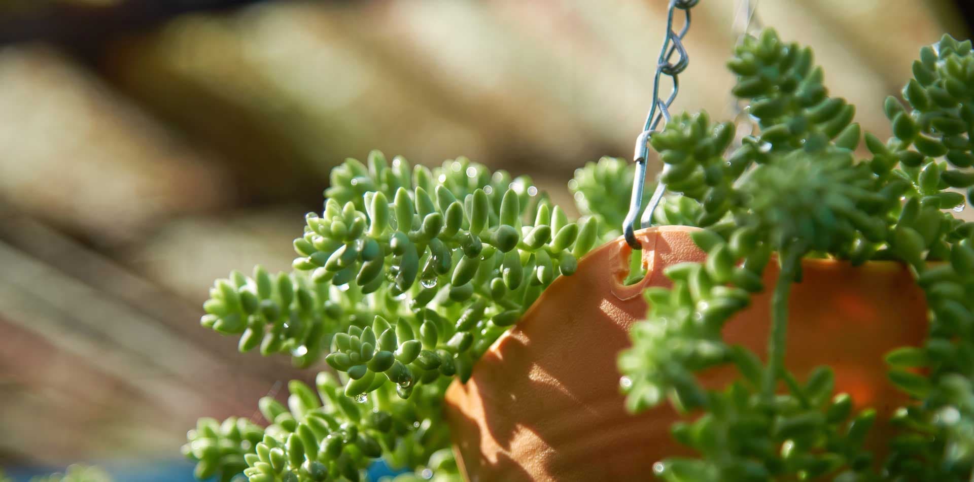 Sukkulenten für das Innere: Wie Sie Ihr Zuhause mit diesen Widerstandsfähigen Pflanzen Dekorieren können 🌿