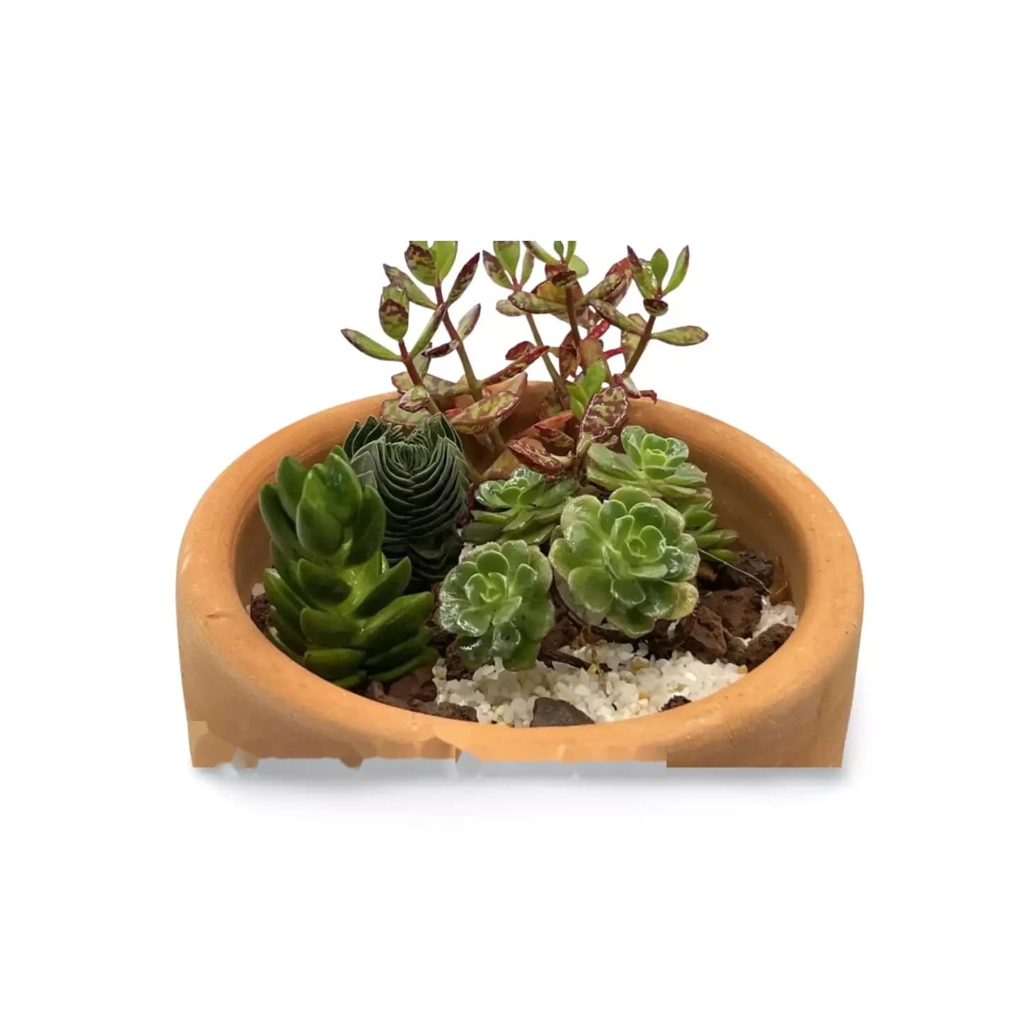 Rundes Terrakotta-Set mit Sukkulenten