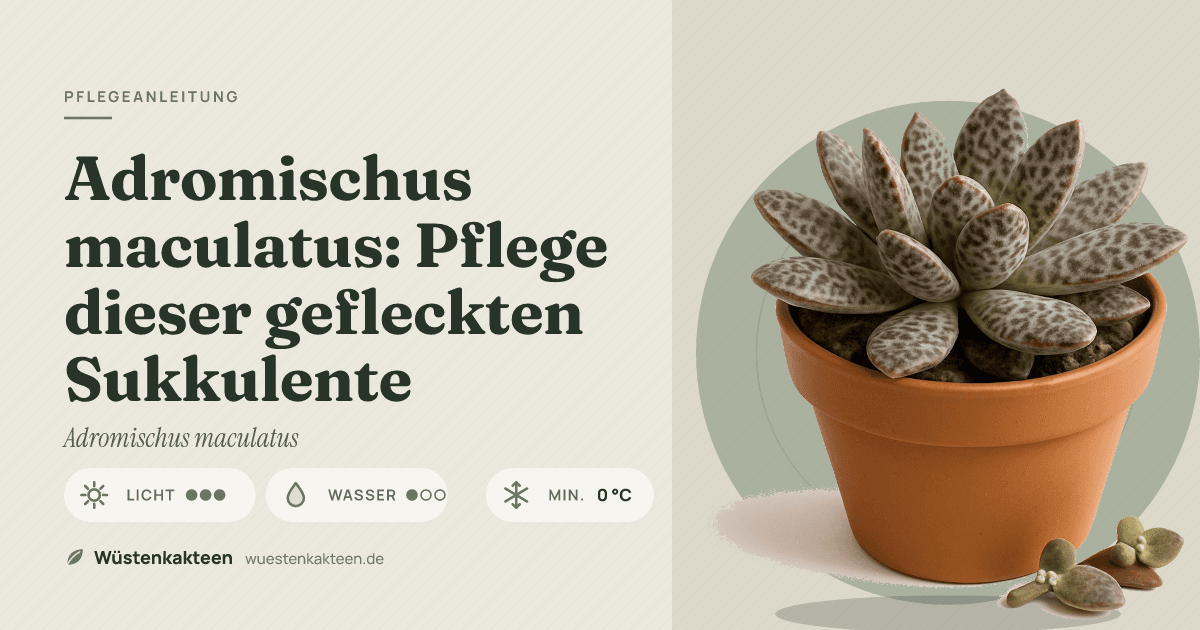 Adromischus maculatus: Pflege dieser gefleckten Sukkulente
