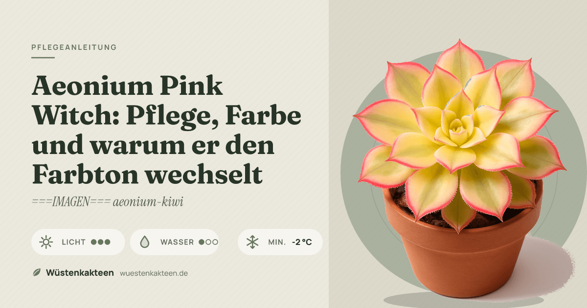 Aeonium Pink Witch: Pflege, Farbe und warum er den Farbton wechselt