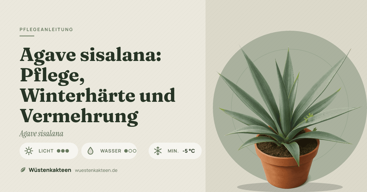 Agave sisalana: Pflege, Winterhärte und Vermehrung