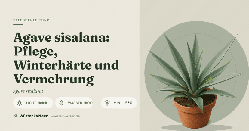 Agave sisalana: Pflege, Winterhärte und Vermehrung