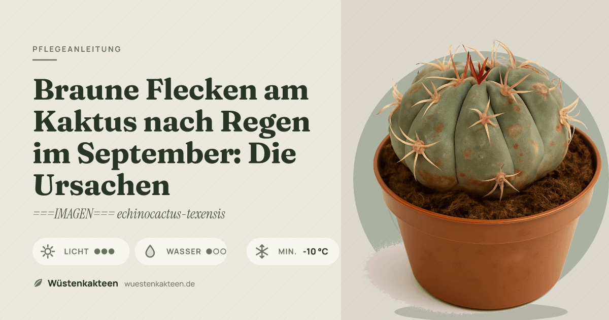 Braune Flecken am Kaktus nach Regen im September: Die Ursachen