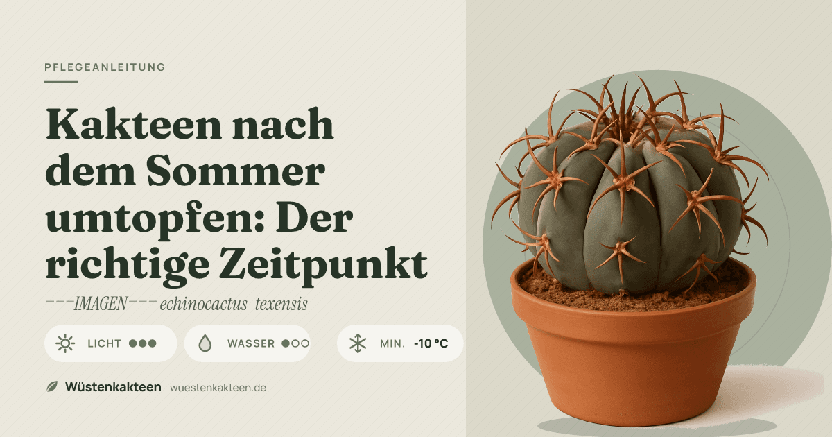 Kakteen nach dem Sommer umtopfen: Der richtige Zeitpunkt