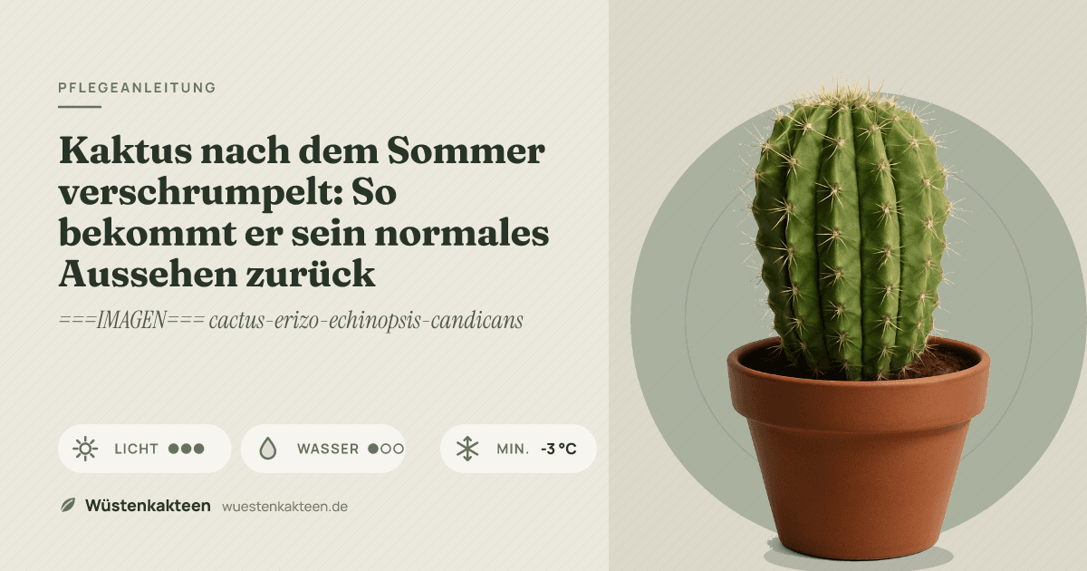 Kaktus nach dem Sommer verschrumpelt: So bekommt er sein normales Aussehen zurück