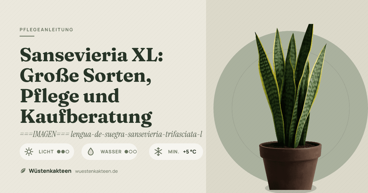 Sansevieria XL: Große Sorten, Pflege und Kaufberatung