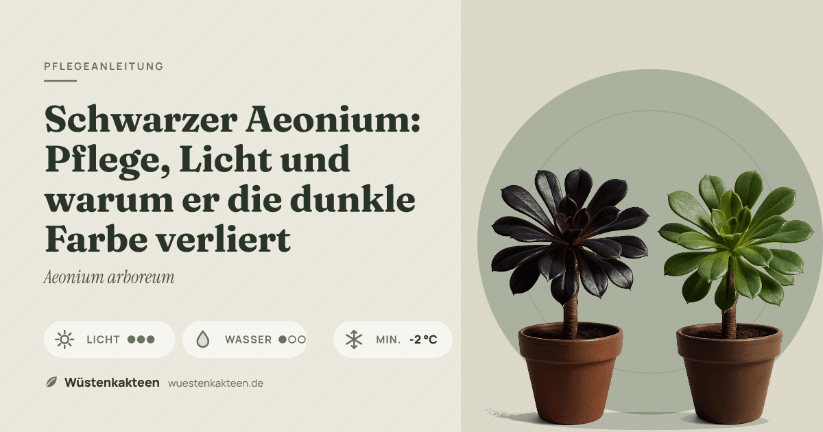 Schwarzer Aeonium: Pflege, Licht und warum er die dunkle Farbe verliert