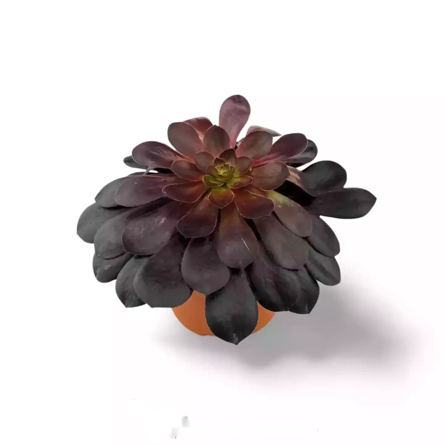 Aeonium Arboreum Schwarze Rose