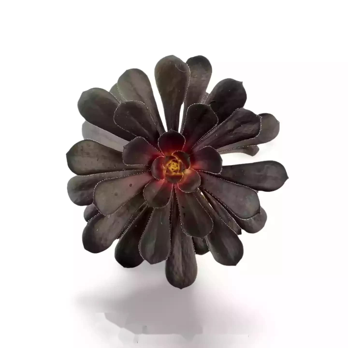 Aeonium Arboreum Schwarzer Rosenbaum