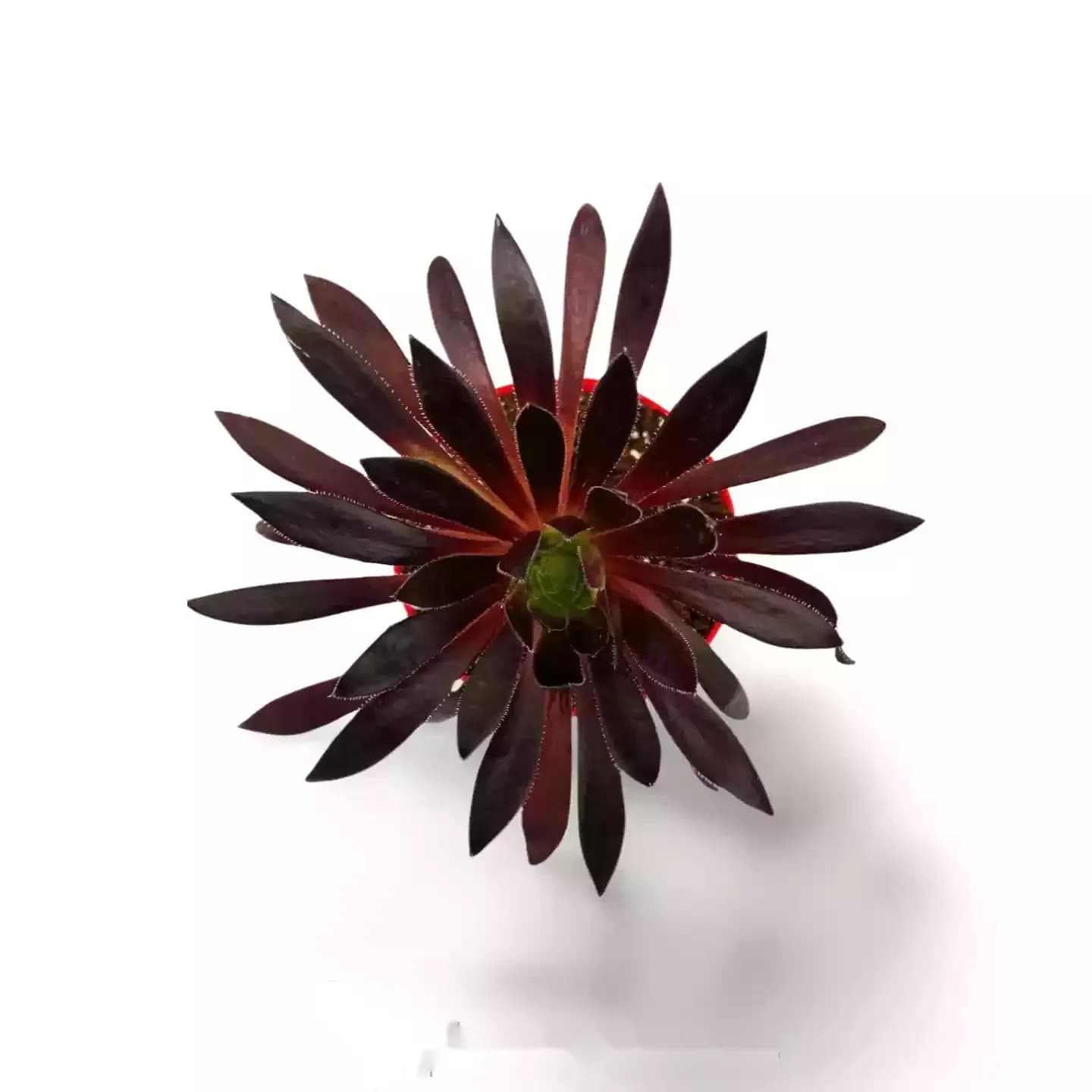 Aeonium Schwarze Magie