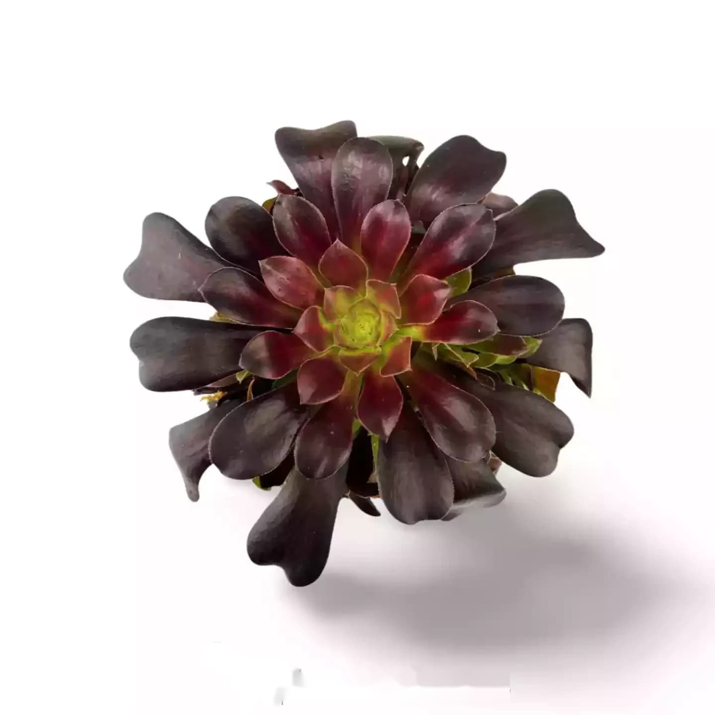 Aeonium Arboreum Schwarzer Rosenbaum 5