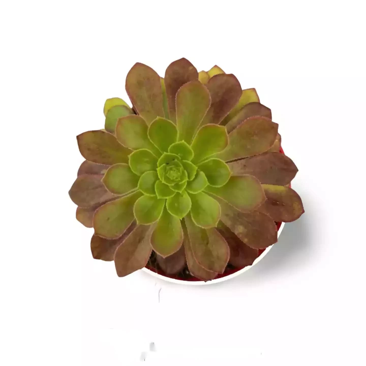 Aeonium Arboreum