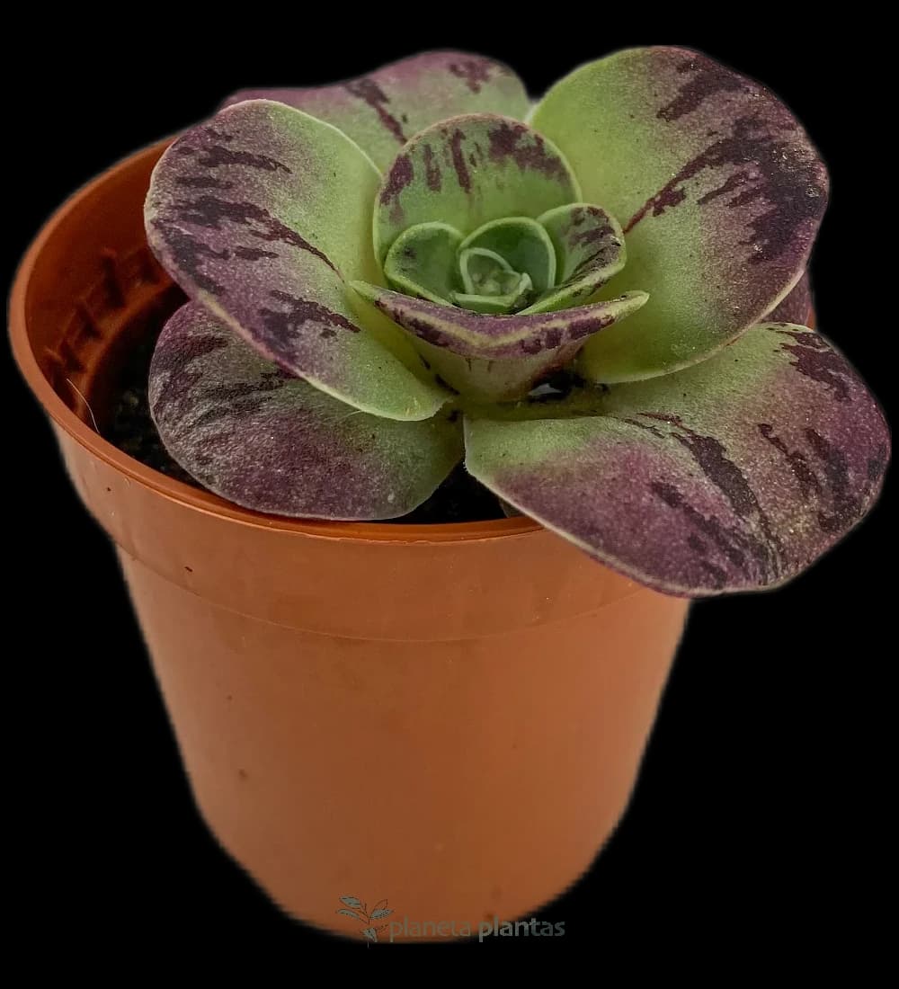 Goldene Bea - (Aeonium Aureum)