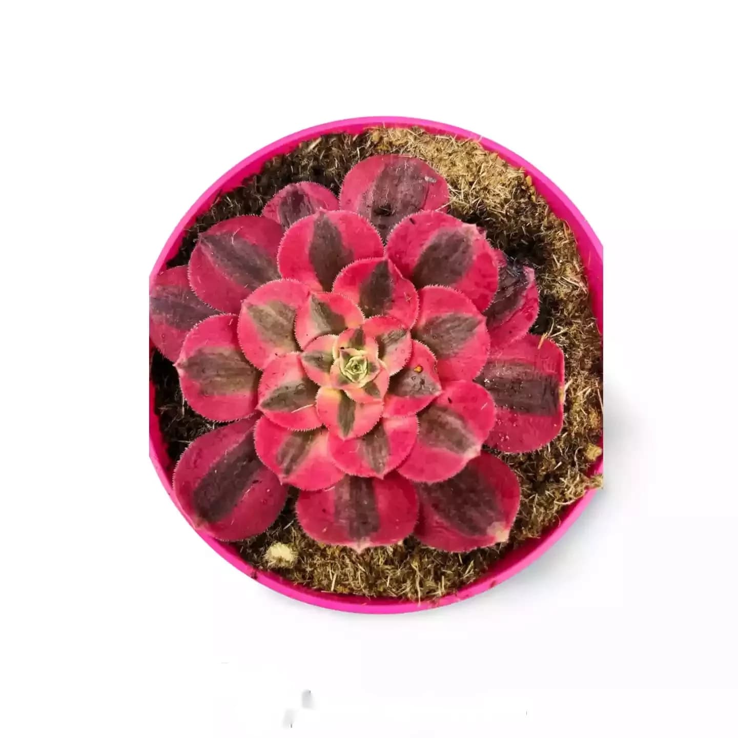 Aeonium Pink Witch