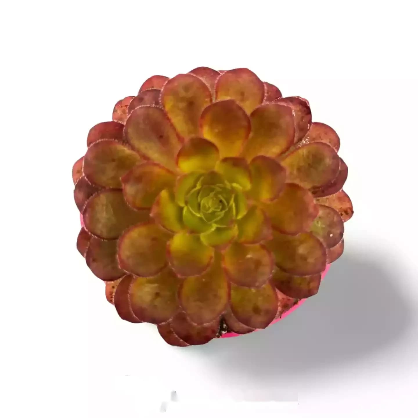Aeonium-Velours