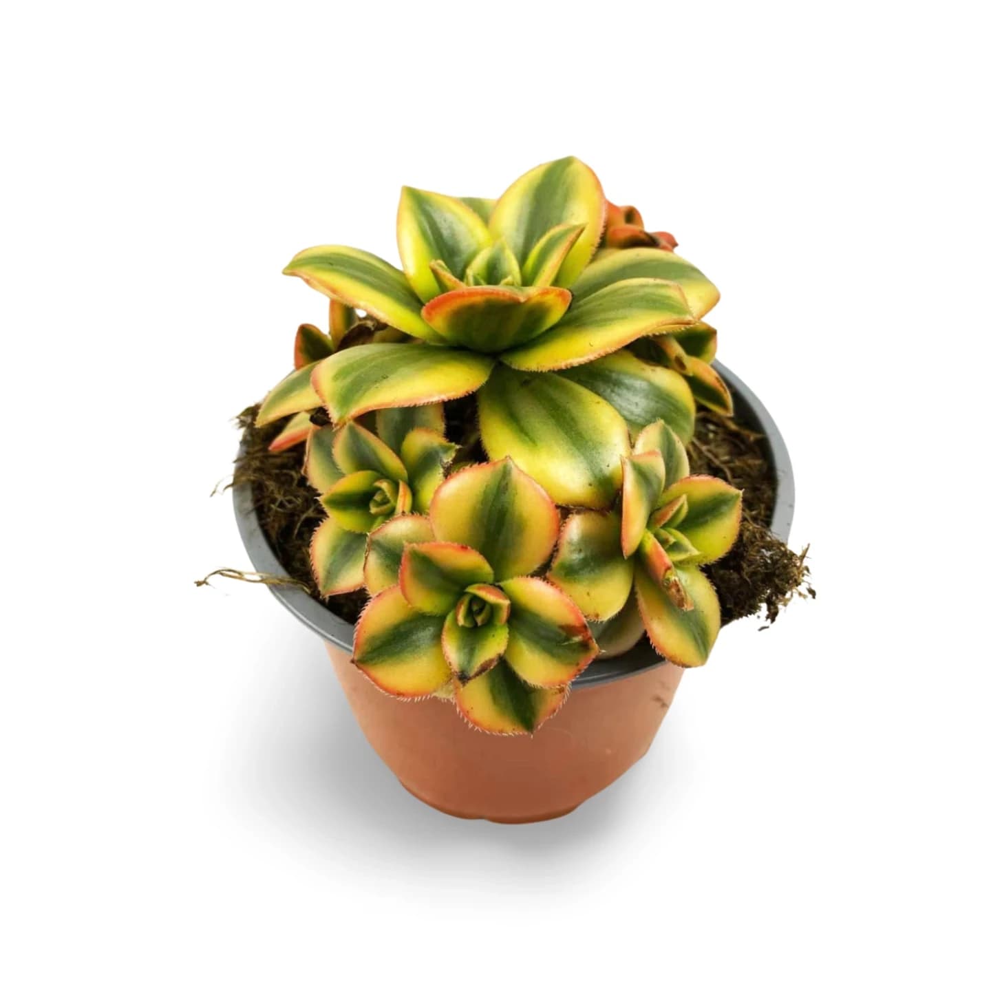 Aeonium Decorum Variegatum Gelb