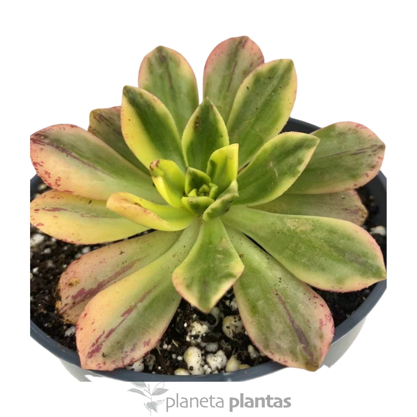 Aeonium-Grüntee