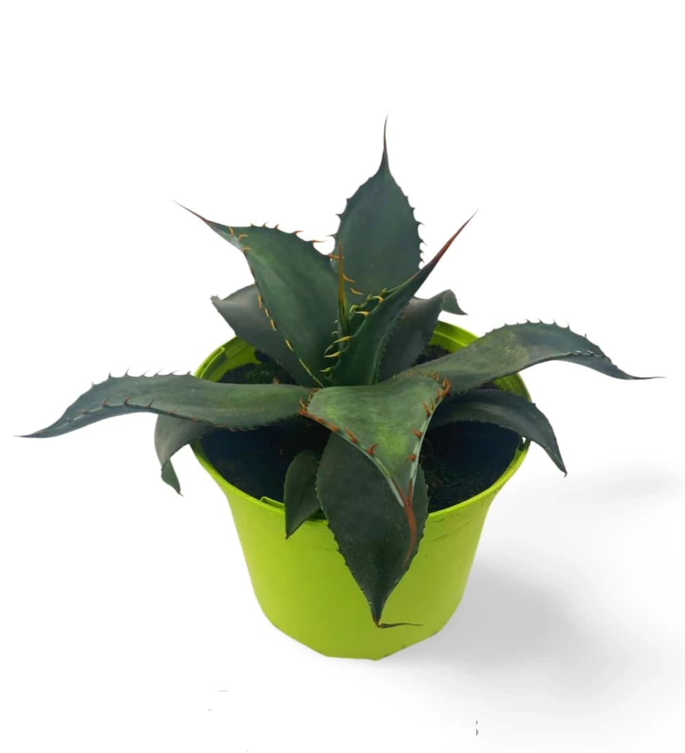 Agave Colorata