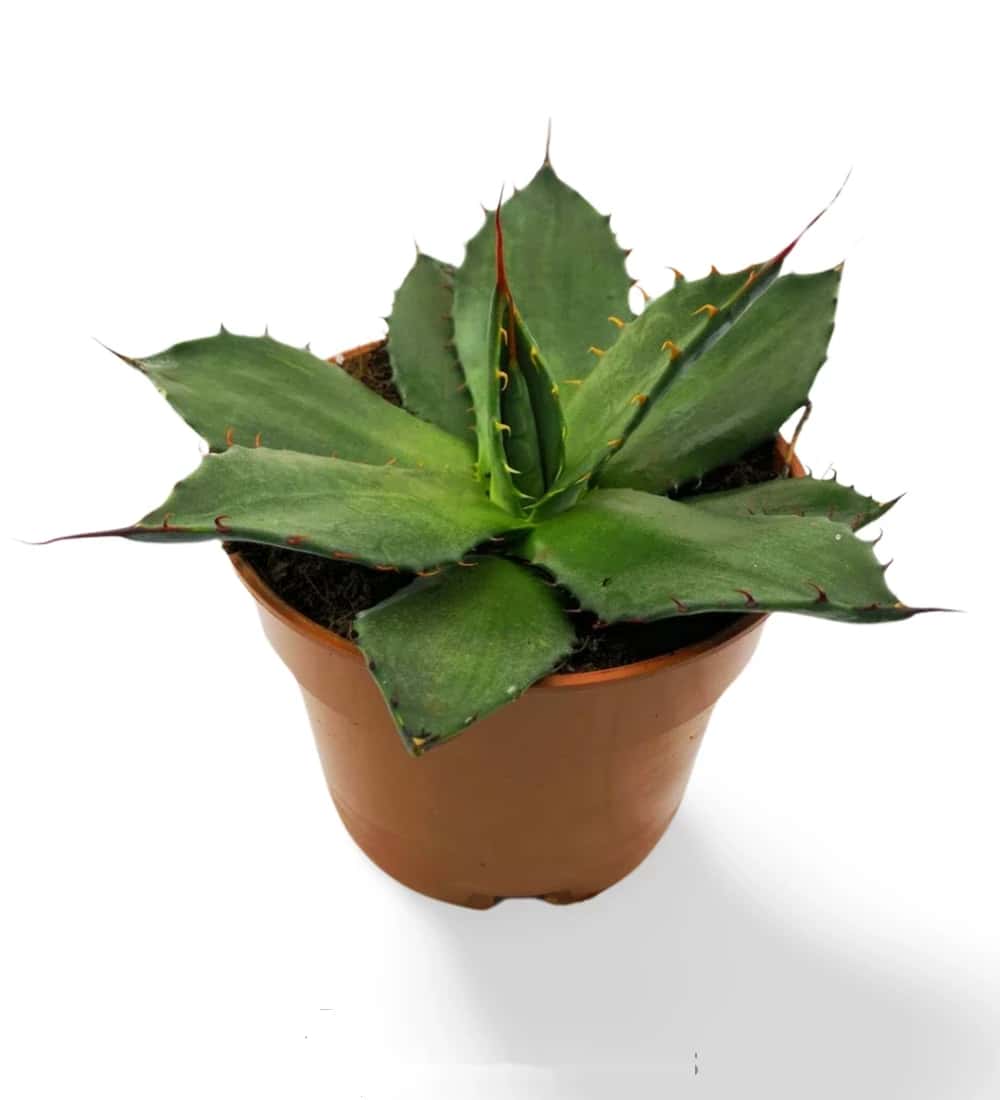 Agave Flexispina