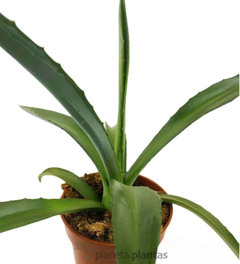 Agave Fourcroydes