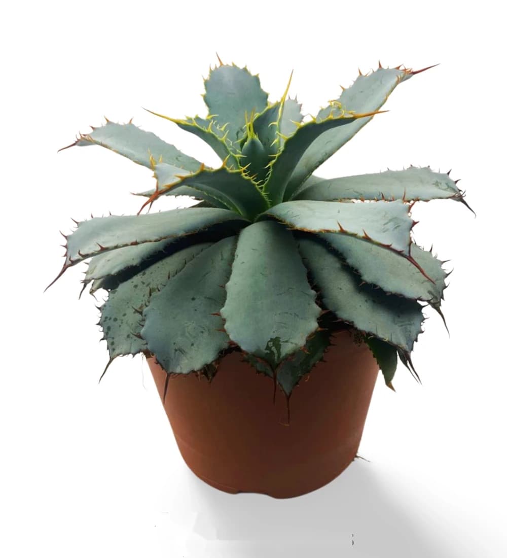Guadalajara-Agave (Leon)